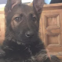 Gryla, a female German Shepherd Dog for sale in Livermore, CO – Photo 3 of 9