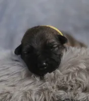 Sleeping Beauty, a female German Shepherd Dog for sale in Livermore, CO – 2 of 3