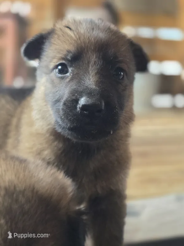 Prince Hans – German Shepherd Dog puppy for sale in Livermore, CO