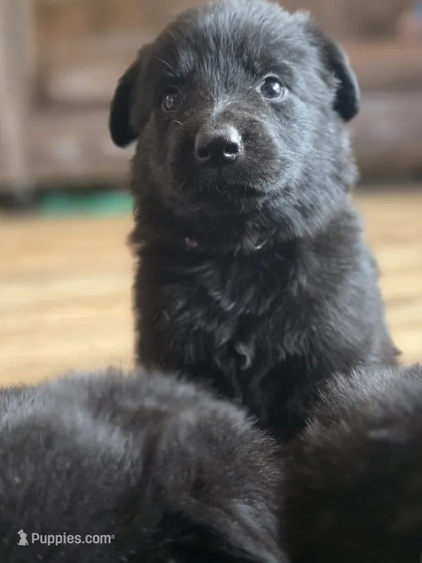 Elsa – German Shepherd Dog puppy for sale in Livermore, CO