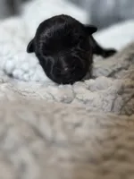 Female, a female German Shepherd Dog for sale in Livermore, CO – 1 of 2