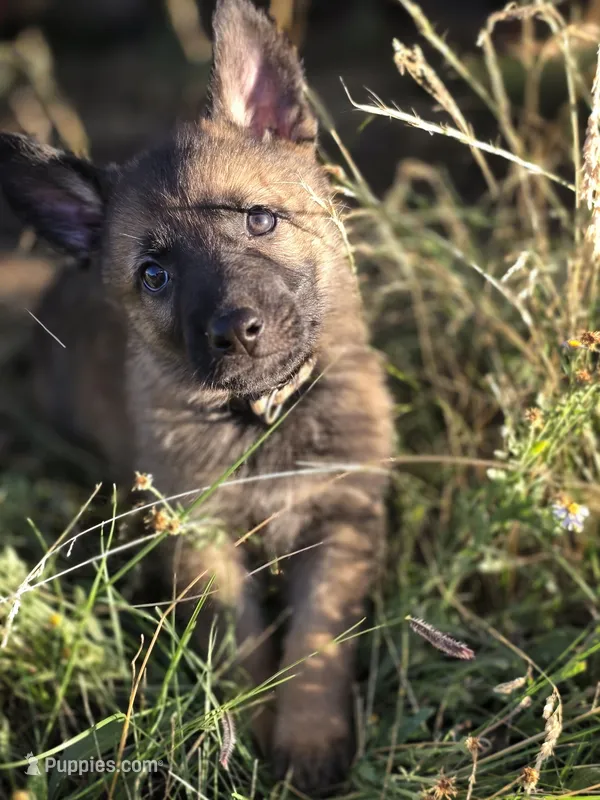 Flynn Ryder – German Shepherd Dog puppy for sale in Livermore, CO
