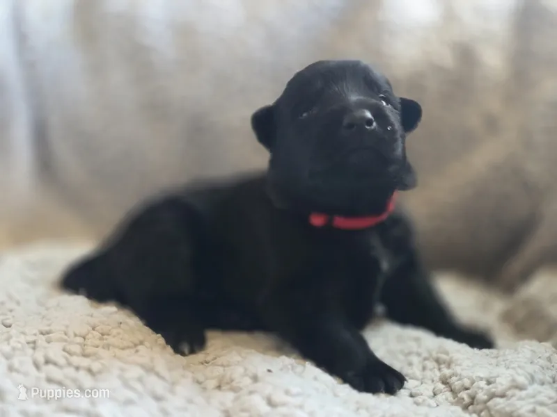 Red – German Shepherd Dog puppy for sale in Livermore, CO