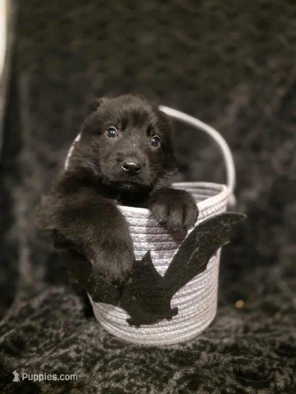 Red – German Shepherd Dog puppy for sale in Livermore, CO