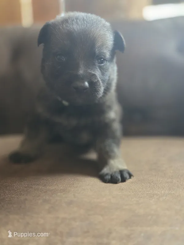 Mint Green – German Shepherd Dog puppy for sale in Livermore, CO