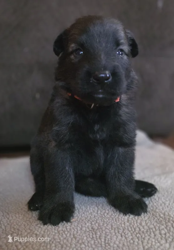 Kristoff – German Shepherd Dog puppy for sale in Livermore, CO