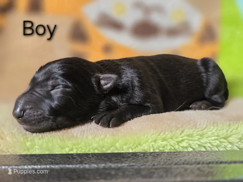 Boy #2 – German Shepherd Dog puppy for sale in Livermore, CO