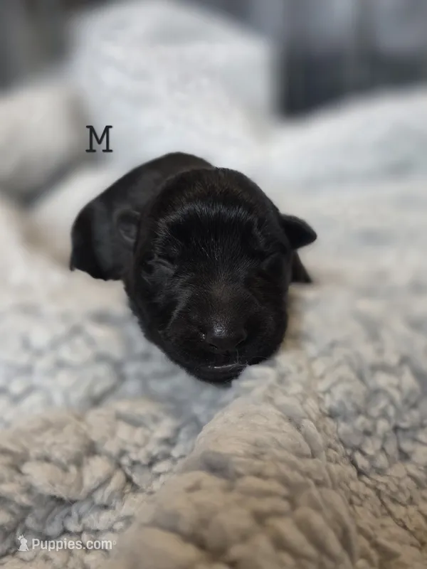Male 1 – German Shepherd Dog puppy for sale in Livermore, CO
