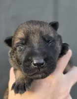 Lime Green Male, a male German Shepherd Dog for sale in Livermore, CO – 1 of 3