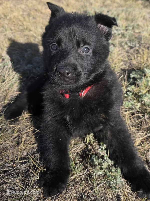 Red – German Shepherd Dog puppy for sale in Livermore, CO