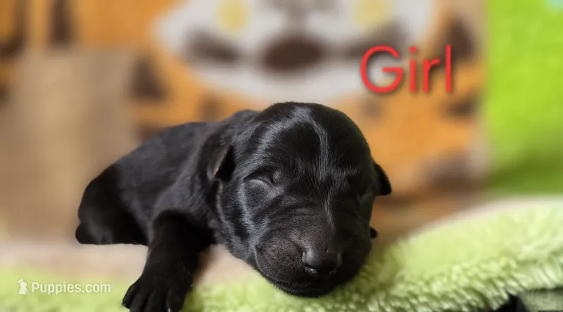 Girl #3 – German Shepherd Dog puppy for sale in Livermore, CO