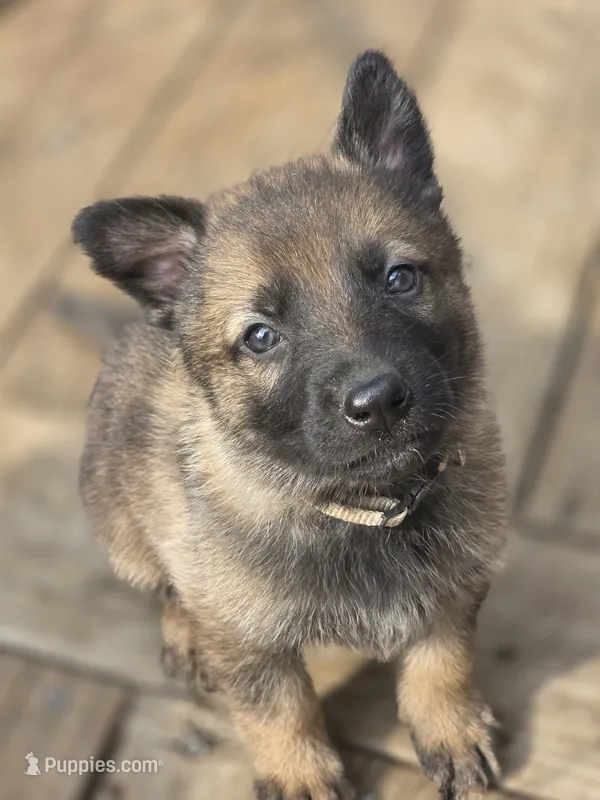 Flynn Ryder – German Shepherd Dog puppy for sale in Livermore, CO