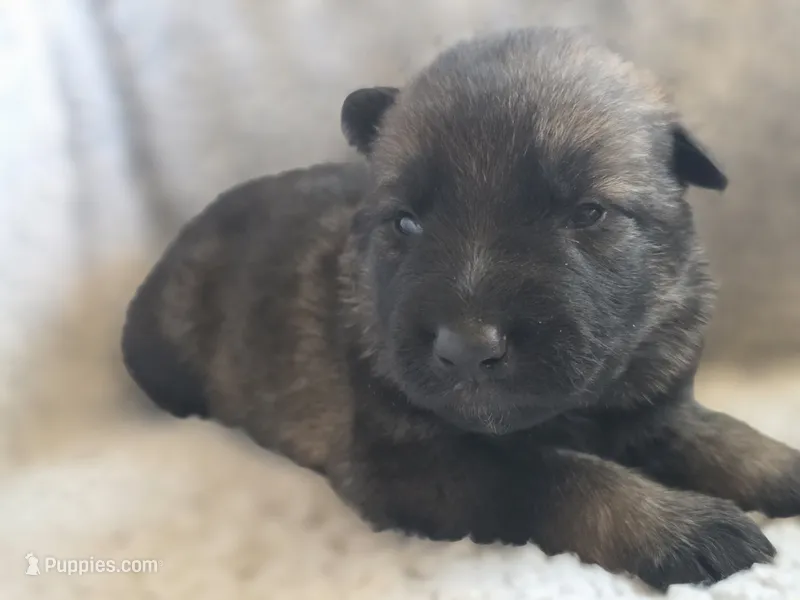Grey Male – German Shepherd Dog puppy for sale in Livermore, CO