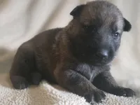 Flynn Ryder, a male German Shepherd Dog for sale in Livermore, CO – 3 of 4
