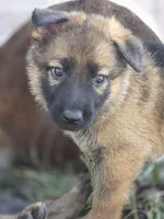 Cinderella, a female German Shepherd Dog for sale in Livermore, CO – 4 of 9