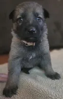Flynn Ryder, a male German Shepherd Dog for sale in Livermore, CO – 10 of 10