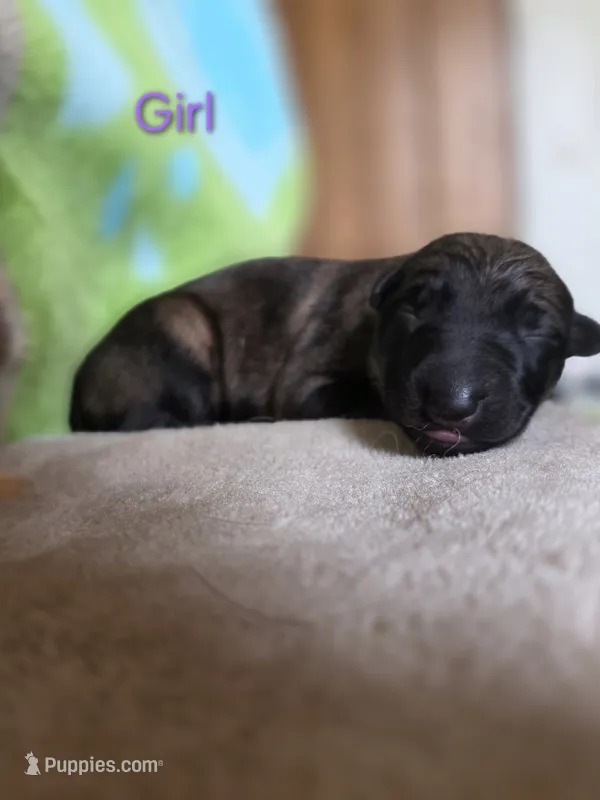 Girl #2 – German Shepherd Dog puppy for sale in Livermore, CO