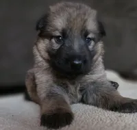 Cinderella, a female German Shepherd Dog for sale in Livermore, CO – 9 of 9