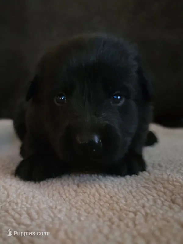 Elsa – German Shepherd Dog puppy for sale in Livermore, CO