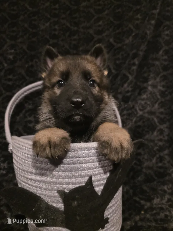 Dark Green – German Shepherd Dog puppy for sale in Livermore, CO