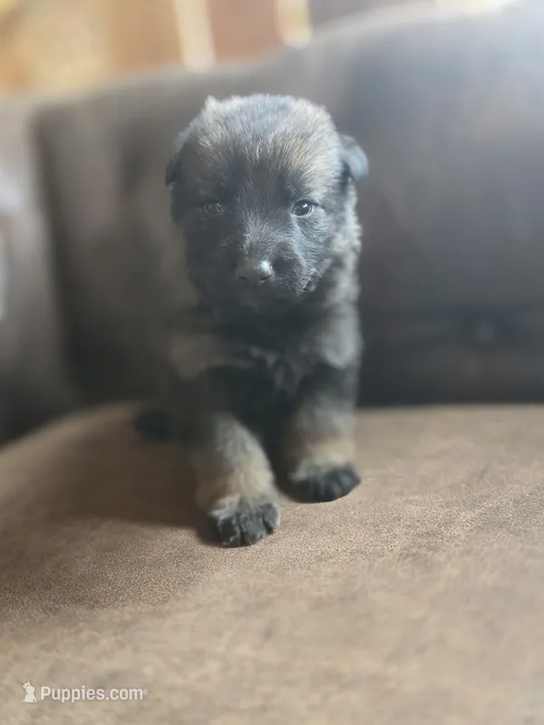 Grey Male – German Shepherd Dog puppy for sale in Livermore, CO