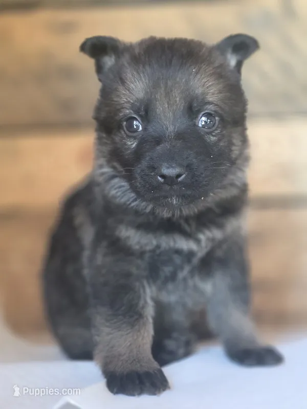 Mint Green – German Shepherd Dog puppy for sale in Livermore, CO