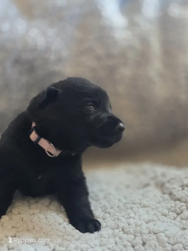 Pink – German Shepherd Dog puppy for sale in Livermore, CO