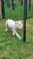 Up To You, a male American Bully for sale in Minster, OH – 2 of 4