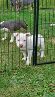 Up To You, a male American Bully for sale in Minster, OH – 4 of 4