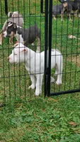 Up To You, a male American Bully for sale in Minster, OH – 3 of 4