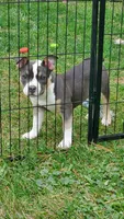 Up To You, a female American Bully for sale in Minster, OH – 1 of 2