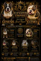 No Name Yet, a male American Bully for sale in Minster, OH – 3 of 3