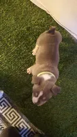 No Name Yet, a male American Bully for sale in Minster, OH – 2 of 3