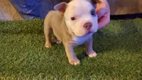 No Name Yet, a male American Bully for sale in Minster, OH – 1 of 3