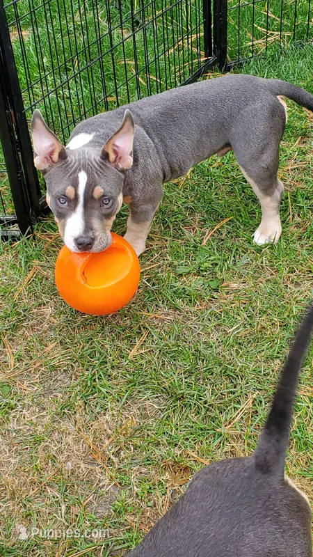 Up To You – American Bully puppy for sale in Minster, OH