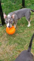 Up To You, a male American Bully for sale in Minster, OH – 1 of 3