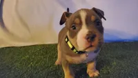 No Name Yet, a male American Bully for sale in Minster, OH – 3 of 3