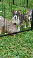 Up To You, a female American Bully for sale in Minster, OH – 2 of 2