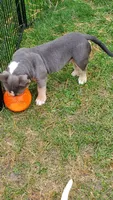 Up To You, a male American Bully for sale in Minster, OH – 3 of 3
