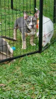 Up To You, a male American Bully for sale in Minster, OH – 2 of 3