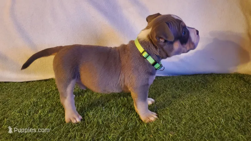 No Name Yet – American Bully puppy for sale in Minster, OH