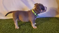 No Name Yet, a male American Bully for sale in Minster, OH – 1 of 3