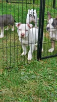 Up To You, a male American Bully for sale in Minster, OH – 1 of 4