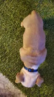 No Name Yet, a male American Bully for sale in Minster, OH – 2 of 3