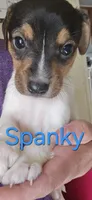Spanky, a male Jack Russell Terrier and Rat Terrier for sale in San Pablo, CA – Photo 1 of 2
