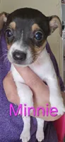 Minnie, a male Jack Russell Terrier and Rat Terrier for sale in San Pablo, CA – Photo 1 of 2