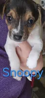 Snoopy, a male Jack Russell Terrier and Rat Terrier for sale in San Pablo, CA – Photo 1 of 2
