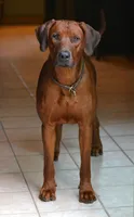 AKC Rhodesian Ridgeback Puppies, a  Rhodesian Ridgeback for sale in Hillman, MN – 2 of 7