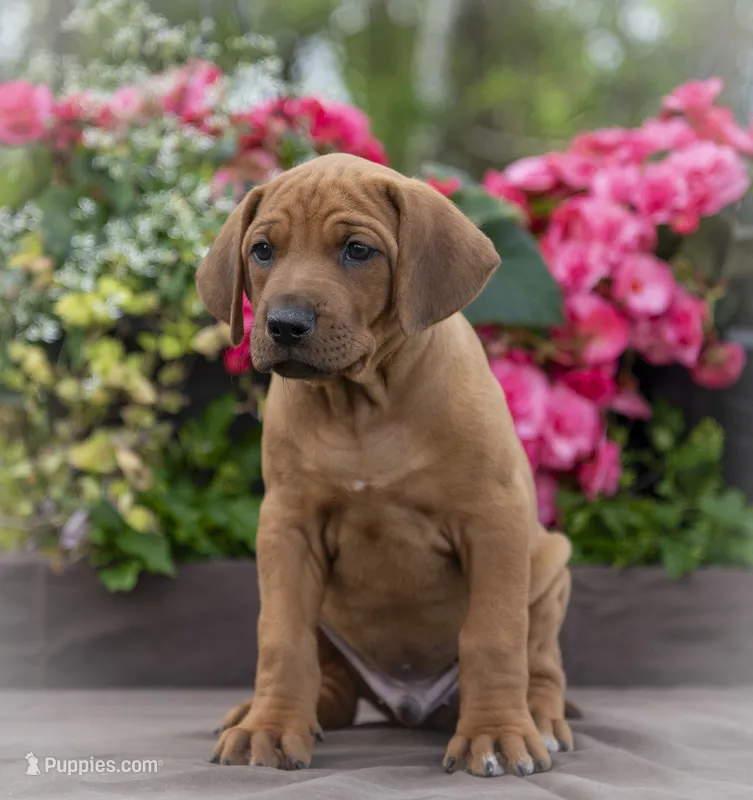 AKC Rhodesian Ridgeback Puppy Mr Black – Rhodesian Ridgeback puppy for sale in Hillman, MN