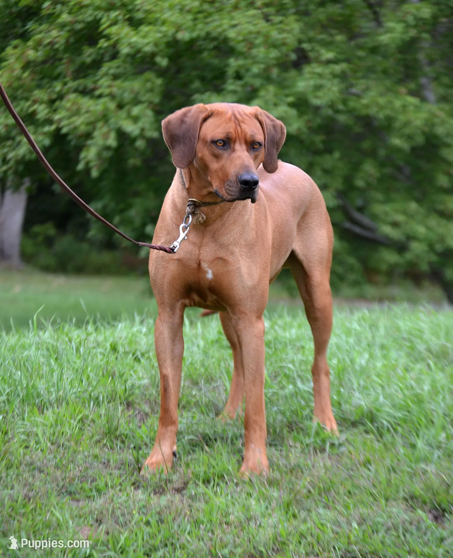 Miss Hot Pink - AKC Rhodesian Ridgeback Puppy, a female Rhodesian Ridgeback for sale in Hillman, MN – 5 of 9